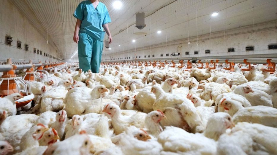 casos de gripe aviar en humanos