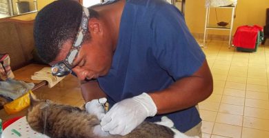 medicina veterinaria en Cuba