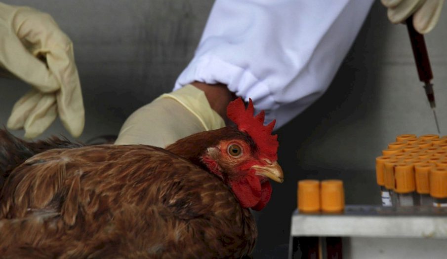 gripe aviar en humanos