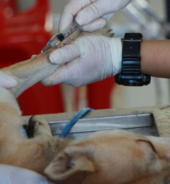 Productos veterinarios: todo lo que debes saber para entrarlos y sacarlos de Cuba