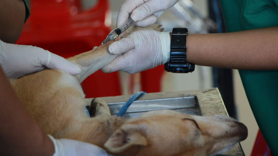 Productos veterinarios: todo lo que debes saber para entrarlos y sacarlos de Cuba